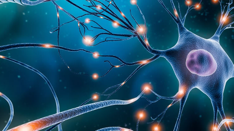 Neurotransmitters and Vision