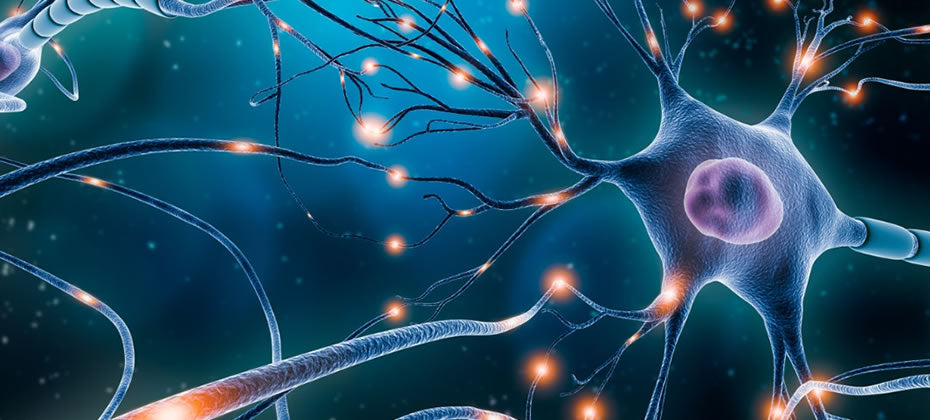 Neurotransmitters and Vision
